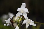 lakegarden06