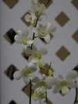 lakegarden10