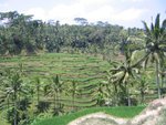 Padi field on the hill slope...
