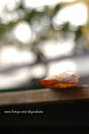 DSC_5426 copy
