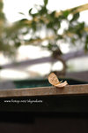 DSC_5430 copy