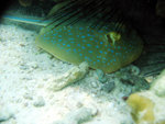 sea evil