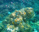 
sea flowers