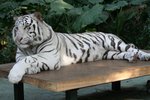 rz30IMG_3267