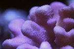 IMG_2675A