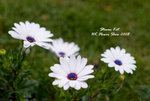 DSC_1226-1-2_1
