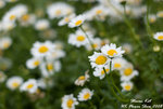 DSC_1258-3_1