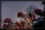 DSC_0251.1