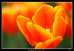 PS_Flower08_0630_RS
