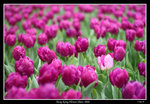 PS_Flower08_0651_RS