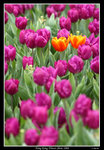 PS_Flower08_0658_RS