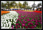 PS_Flower08_0673_RS