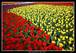 PS_Flower08_0677_RS