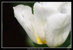 PS_Flower08_0719_RS