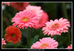 PS_Flower08_0761_RS