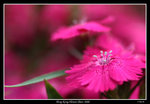 PS_Flower08_0792_RS