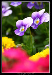 PS_Flower08_0797_RS