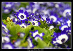 PS_Flower08_0829_RS