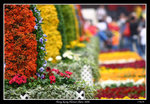 PS_Flower08_0833_RS