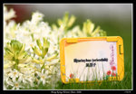 PS_Flower08_0863_RS