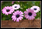 PS_Flower08_0871_RS