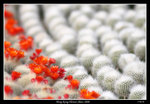 PS_Flower08_0885_RS