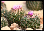 PS_Flower08_0888_RS