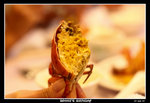 PS_Bonnie_Bday09_0581_RS
