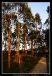 PS_Nam_Sang_Wai_0007_RS