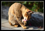 PS_Victoria_Park_0012_RS