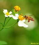 Bee-1wn