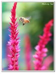 Bee-2