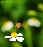 Bee-2wn