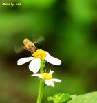 Bee-3wn