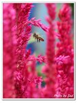 Bee-4