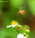 Bee-4wn