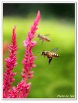 
Bee-3