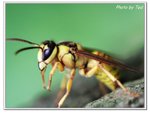 BigBee-R