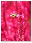 NBee-1
