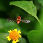 bee_1