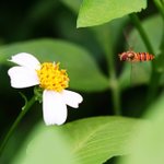 bee_2