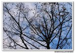 DSC_0809s