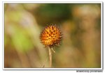 DSC_0835s