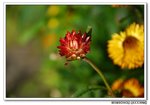 DSC_0682s