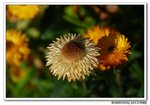 DSC_0683s