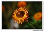 DSC_0684s