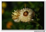 DSC_0685s