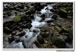 DSC_10003s
