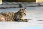 cat02