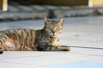 cat03
